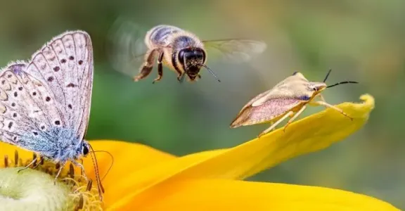 Un papillon et une abeille sur une fleur jaune, mettant en valeur la beauté des pollinisateurs de la nature.