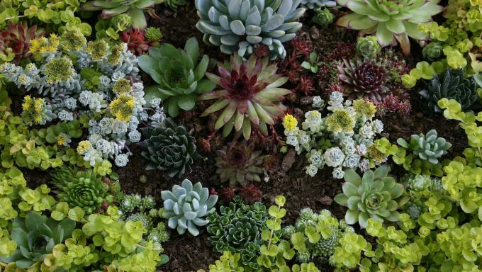 Vue sur un jardin